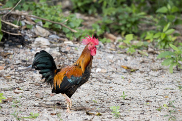 colorful rooster