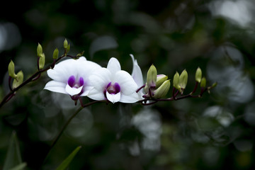 Obraz premium Orchid flower branch