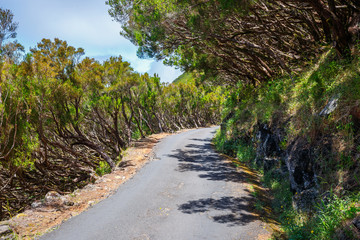Route in  Laurel Forest to Levada Risco, Madeira Island, Portugal