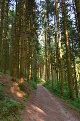 Fototapeta na wymiar Wanderweg im Schwarzwald St. Roman