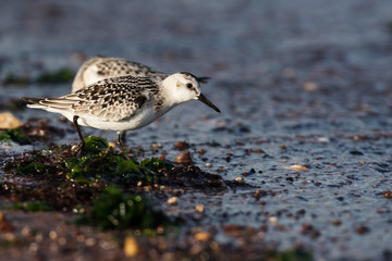 Sanderling, Calidris alba