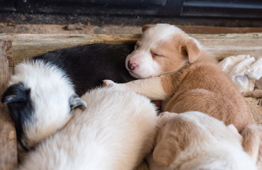 Brown and white puppy sleeping with siblings in wooden box (selective focus)