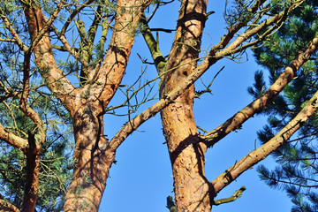 Curved pine trunks in bright sunlight