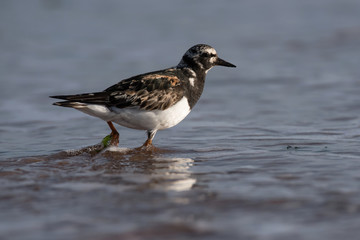 Ruddy Turnstone, Turnstone , Arenaria interpres