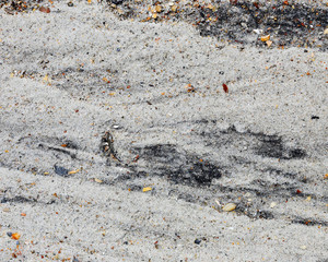 Dark pattern in beach sand and pieces of shells