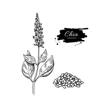 Chia plant and seeds vector superfood drawing. Isolated hand dra