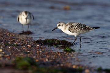 Sanderling, Calidris alba