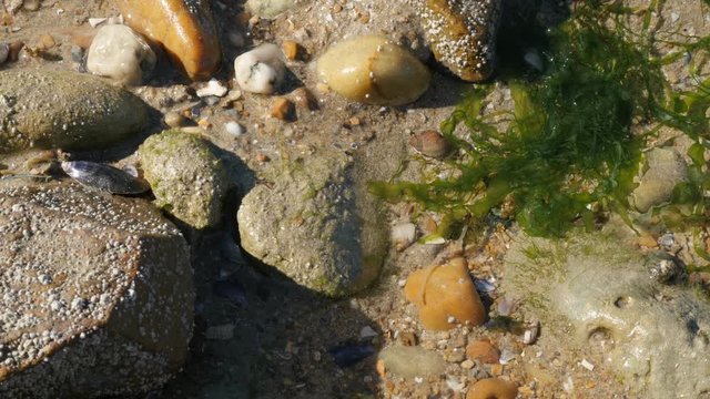 Pagurus bernhardus and other marine organisms moving fast in ocean shallow water 4K 2160p 30fps UltraHD footage - Common hermit soldier crab in the shell 3840X2160 UHD video 