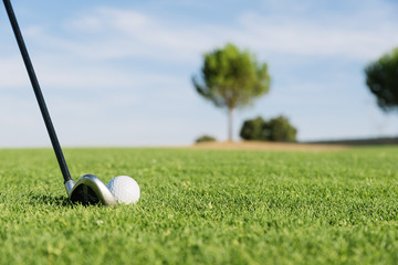 Golf club and ball in grass.