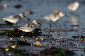 Sanderling, Calidris alba