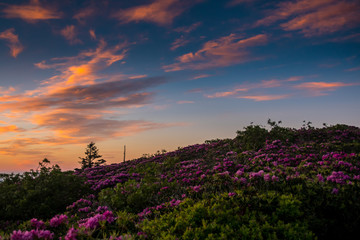 Clouds Lit by Daybreak Over a Rhododendron Bloom
