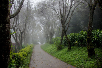 Small path with green trees in forest,fog background.