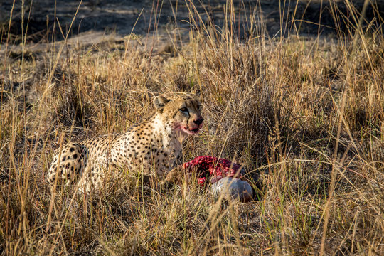 Cheetah eating from a Reedbuck carcass in the grass.