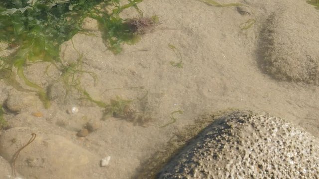 Ocean shallow water Pagurus bernhardus and other organisms moving fast 4K 2160p 30fps UltraHD footage - Marine common hermit soldier crab in the shell 3840X2160 UHD video 