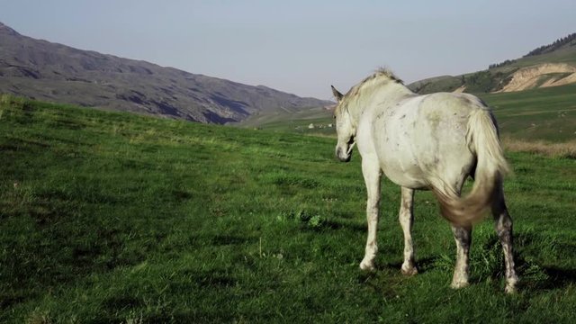white horse eating grass on beautiful mountain grassland. Kazakhstan zhaylau