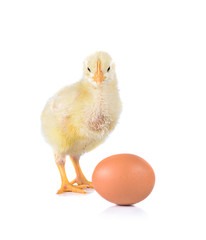 little chicken and egg isolated on the white