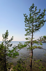 Fototapeta na wymiar Kiefern an der Steilküste Panga Pank / Saaremaa 