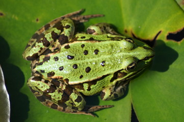 grüner Frosch