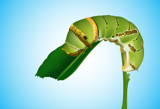 Beautiful green caterpillar creeps on a green grass