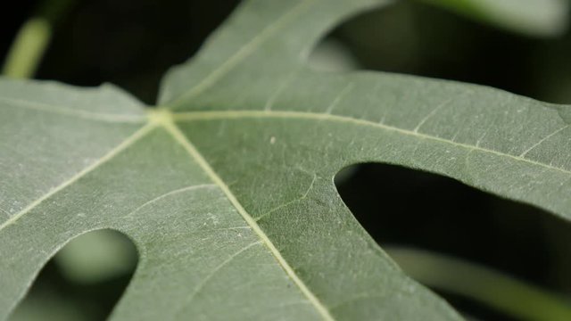 Green Ficus carica fruit plant leaf shallow DOF 4K 2160p 30fps UltraHD footage - Organic common fig tree vegetation and branches close-up 3840X2160 UHD video 