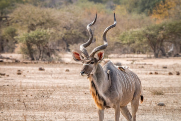 Naklejka na ściany i meble Big Kudu male walking in the Bush with Oxpeckers.