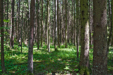Spruce forest on a Sunny summer day. The sun's rays Shine through the trees. People look for and gather mushrooms