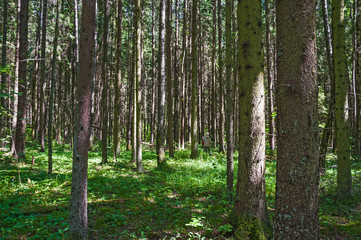 Obraz premium Spruce forest on a Sunny summer day. The sun's rays Shine through the trees. Woman is looking for and gather mushrooms
