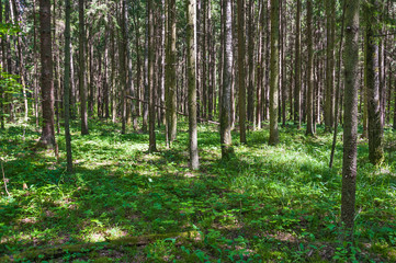 Fototapeta na wymiar Spruce forest on a Sunny summer day. The sun's rays Shine through the trees