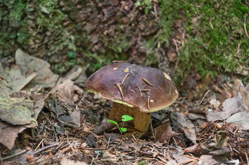 Edible white mushroom or boletus (Boletus edulis) in the woods