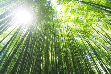 Naklejka premium 竹林 緑 見上げる 太陽光線 木漏れ日 レンズフレア