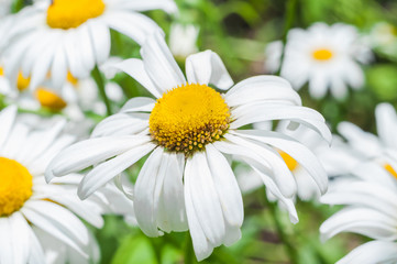 Obraz premium Inflorescence of Leucanthemum vulgare, closeup. Flower similar to a Daisy. Astrocities