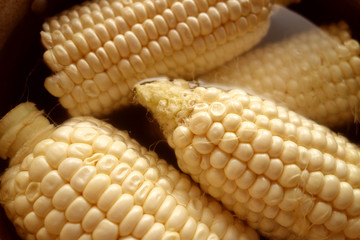白いトウモロコシ