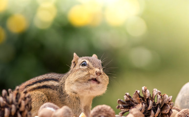 Adorable Eastern Chipmunk looks up with cheeks stuffed in an Autumn seasonal scene with room for text above