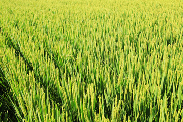 The rice in the field