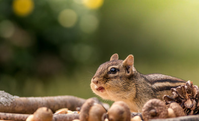 Cute Eastern Chipmunk cautiously looks on with cheeks filled in an Autumn seasonal scene with room for text above
