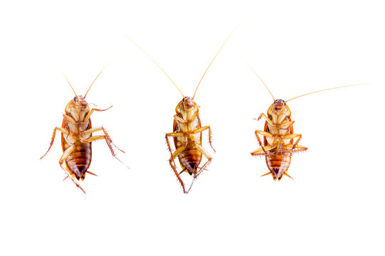 top view Cockroaches  isolated on white background.