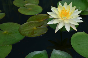 Obraz na płótnie Canvas The lotus leaf green