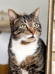 Fototapeta premium Homeless cat needs a forever home