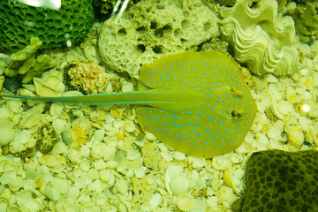 Stingray © chaiudon