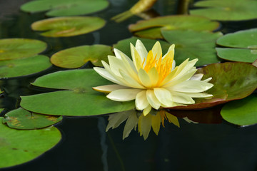 The lotus leaf green