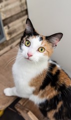 Fototapeta premium Homeless cat needs a forever home