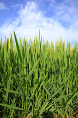 The rice in the field