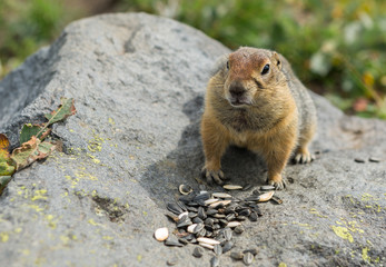 Arctic ground squirrel eating seeds on rock. Kamchatka.