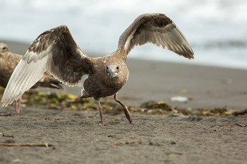 Pacific Gull on the shore of Ocean.
