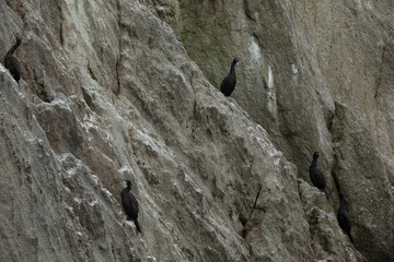 Pelagic cormorant nesting on the rocks in Pacific Ocean.