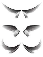 Set gray wings #3