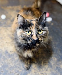 Homeless cat needs a forever home
