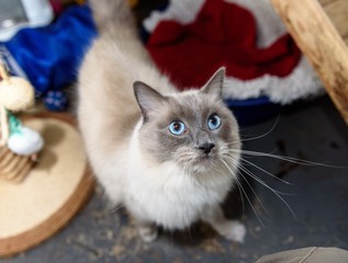 Homeless cat needs a forever home