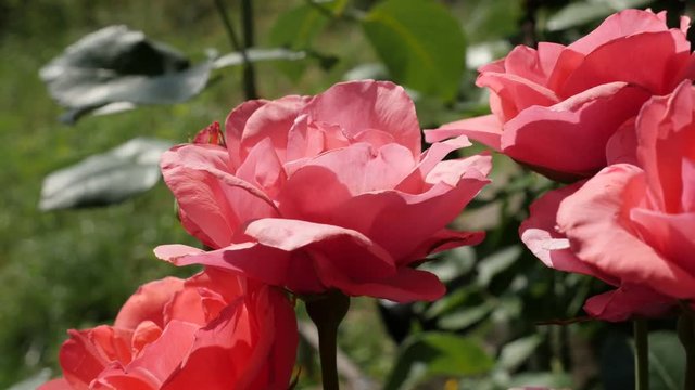 Bunch of gentle rose plant buds in the garden 4K 2160 30fps UltraHD footage - Beautiful Rosaceae family Rosa specie flower petal shallow DOF background 3840X2160 UHD video 