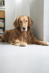 The golden retriever lying on the floor